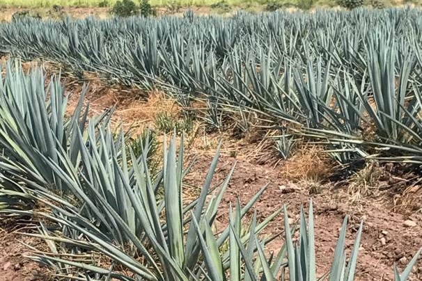 Rows of spiky, blue agave plants with sugar cane plants in the background