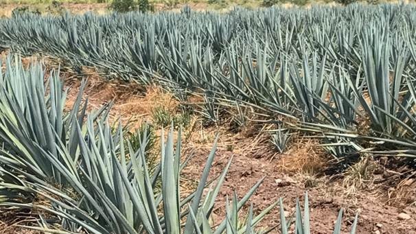 Rows of spiky, blue agave plants with sugar cane plants in the background