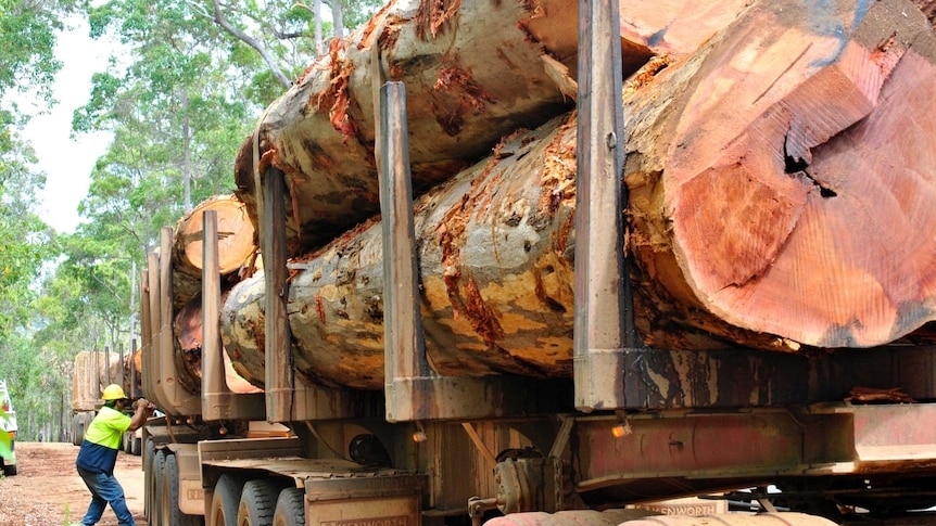 A man lashes down huge logs on a logging truck