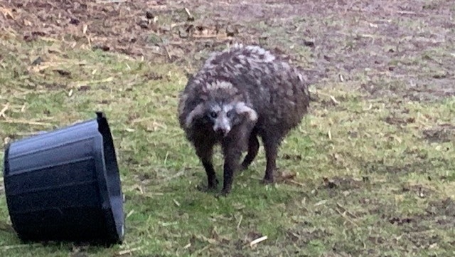 A racoon dog standing in a yard near an upturned bin.
