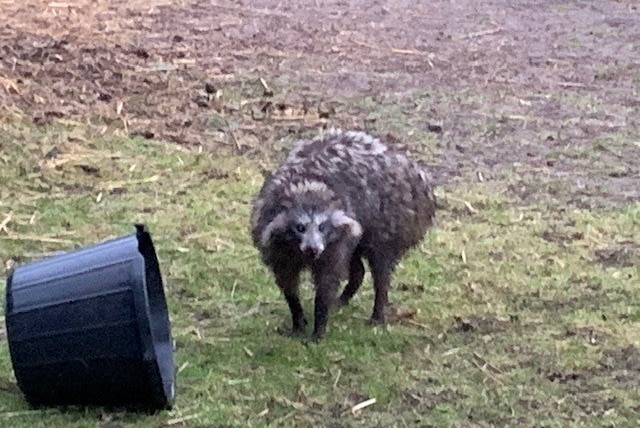 A racoon dog standing in a yard near an upturned bin.