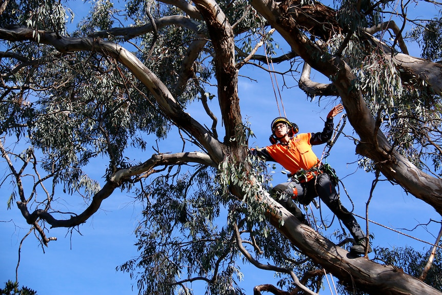 Arborist Maja Blasch stands on a gumtree branch metres above the ground.