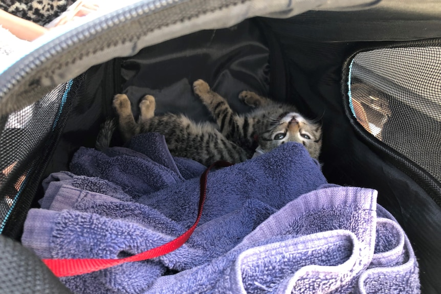 A cat sits in a carrier with a purple towel 