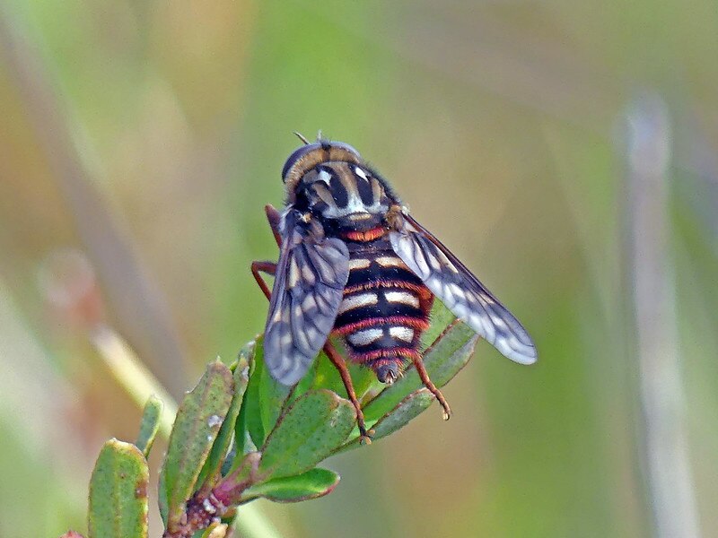 Turns out insects go parking on mountain-tops too - ABC listen