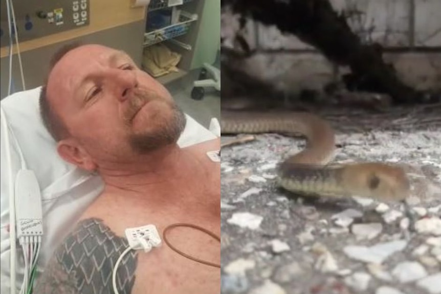 Tony Harrison was hospitalised after being bitten by an eastern brown snake at Pimpama.