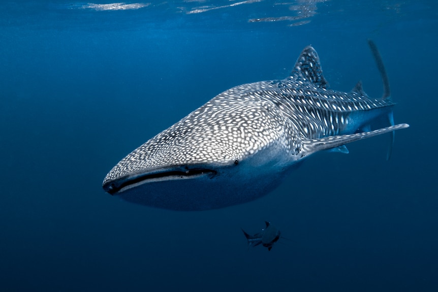 A whale shark swims towards the camera in deep blue water. 