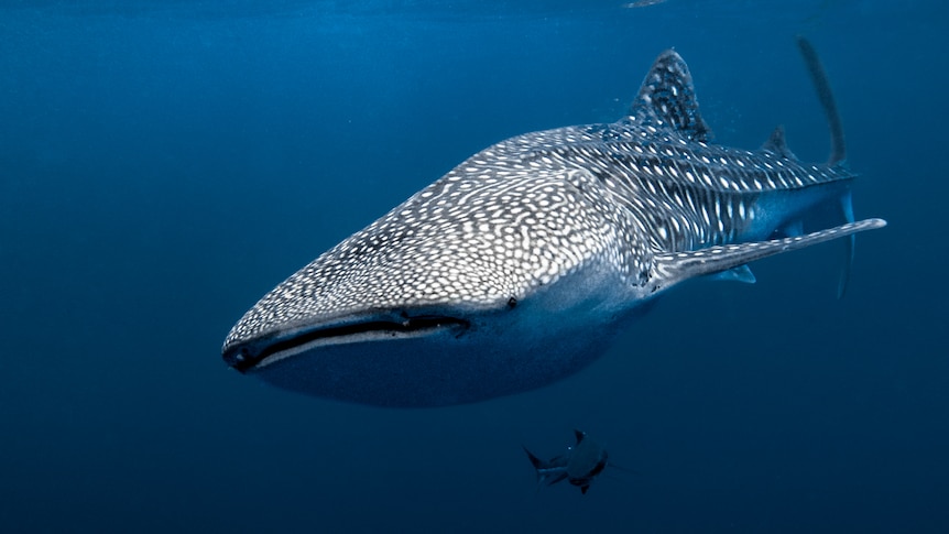 A whale shark swims towards the camera in deep blue water. 