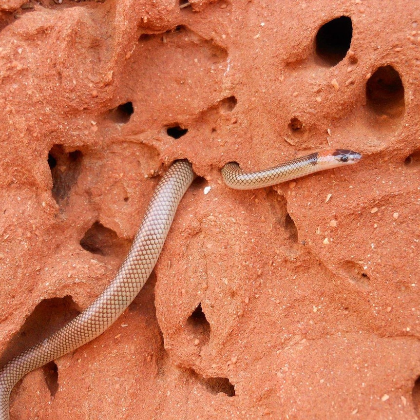 a snake on a mound