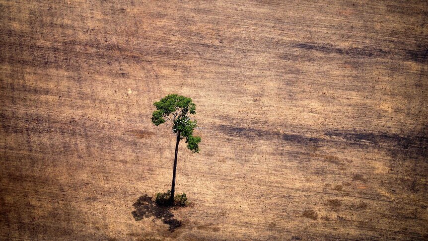 A lone tree in the Amazon