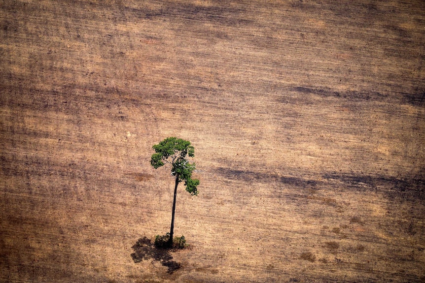 A single tree standing in flattened landscape.