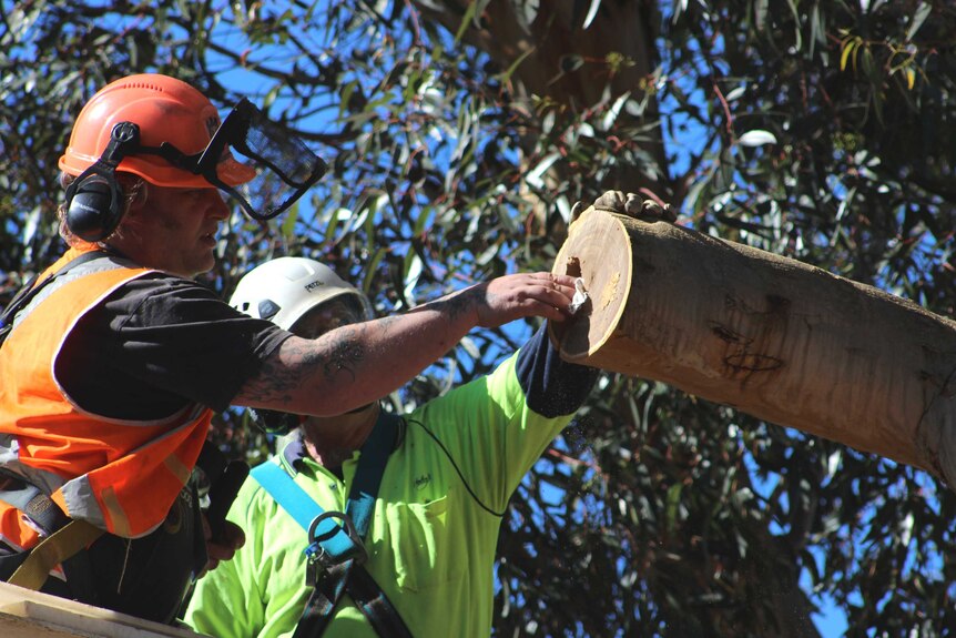 Securing a possum