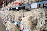Judging the best fleece at the show