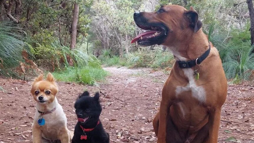 A white and orange pomeranian next to a black pomeranian and a boxer cross in the woods 