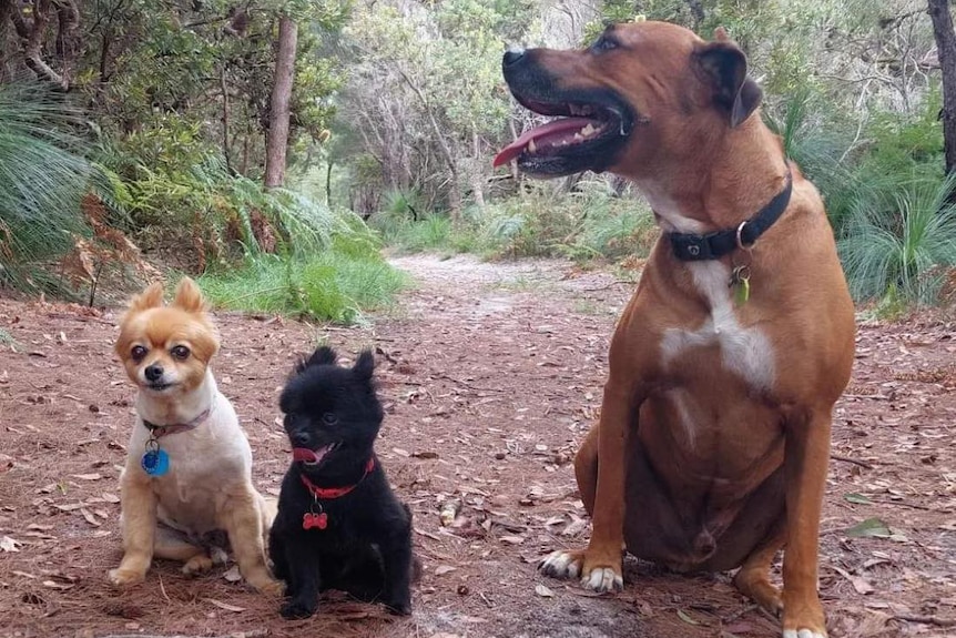A white and orange pomeranian next to a black pomeranian and a boxer cross in the woods 