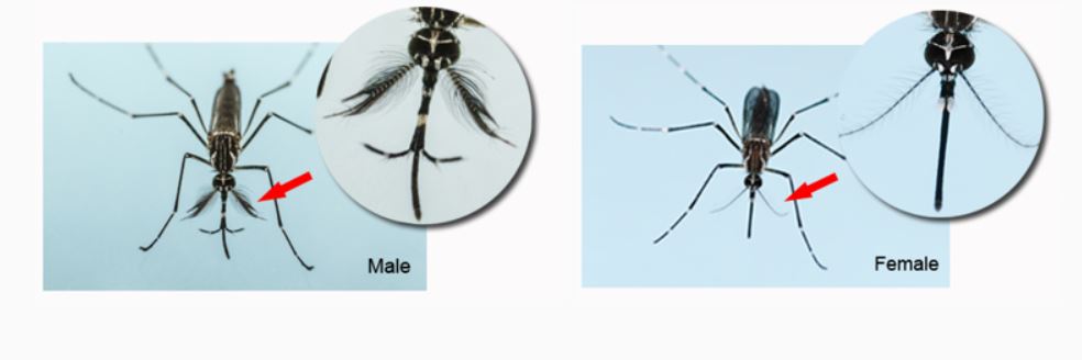 Close up images of a male mosquito proboscis, which has a moustache-like appendage compared to a needle-like female proboscis