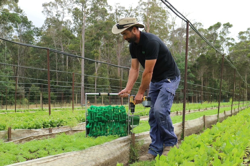 a farmer holds a small device powered by a drill to trim salad leaves in a raised bed