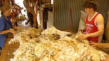 Workers sort wool