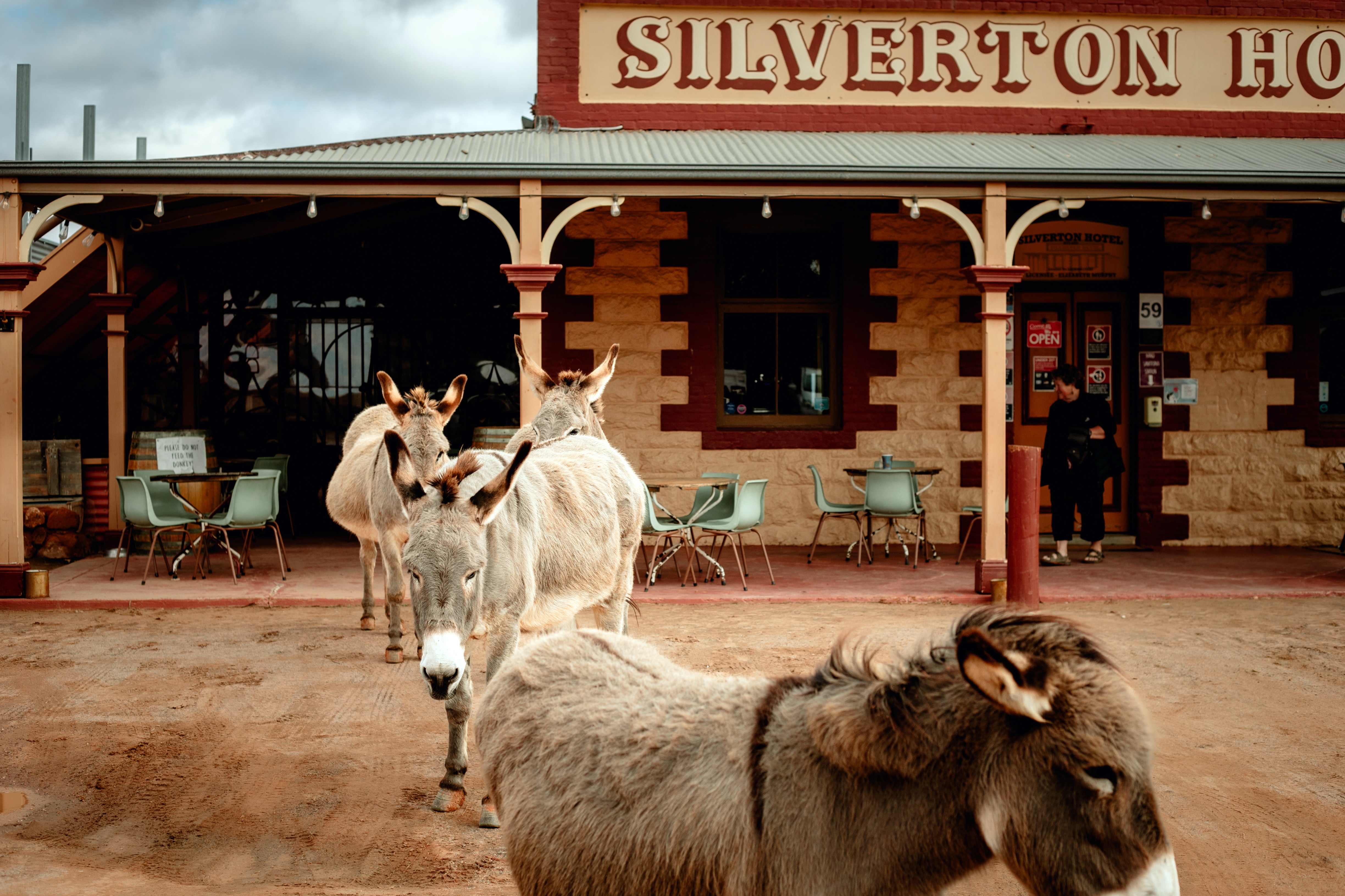 Four donkeys walk outside the Silverton Hotel