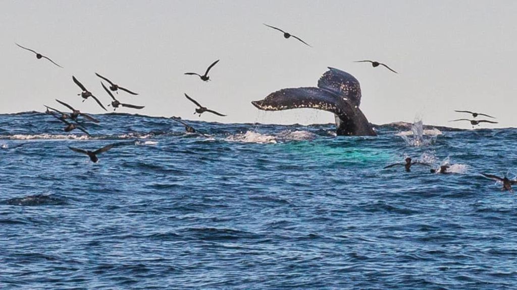 Unprecedented Number Of Humpback Whales Spotted Off Tasmania In Bumper Migration Season Abc News