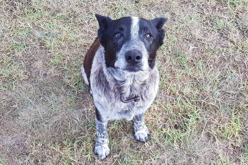 Max the blue heeler after the rescue