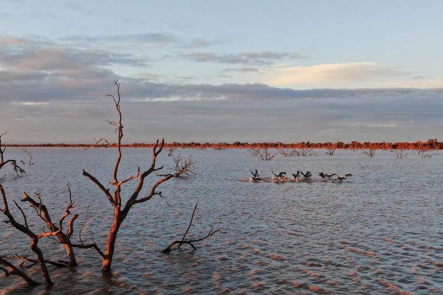 The branches of a dead trees stick out of the water on sunset as pelicans on the water prepare to take flight.