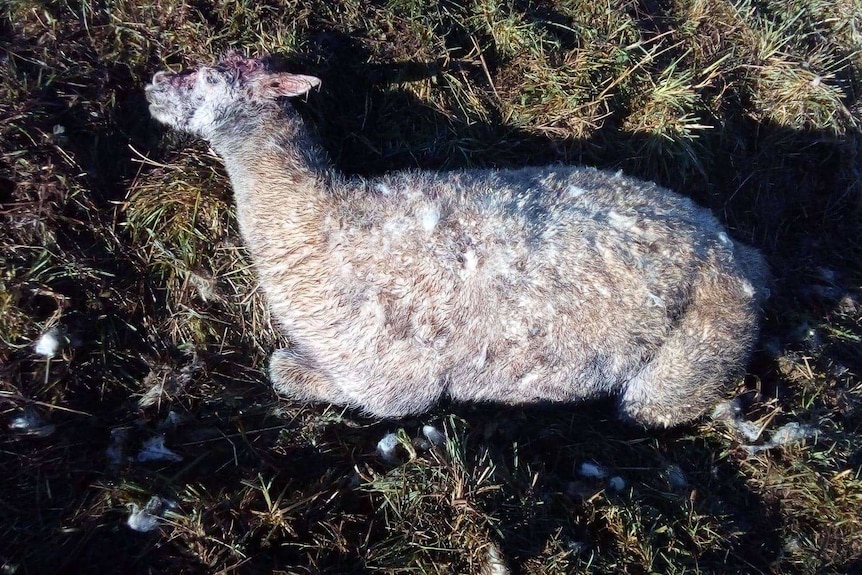 Alpaca Snoopy lies dead on the ground