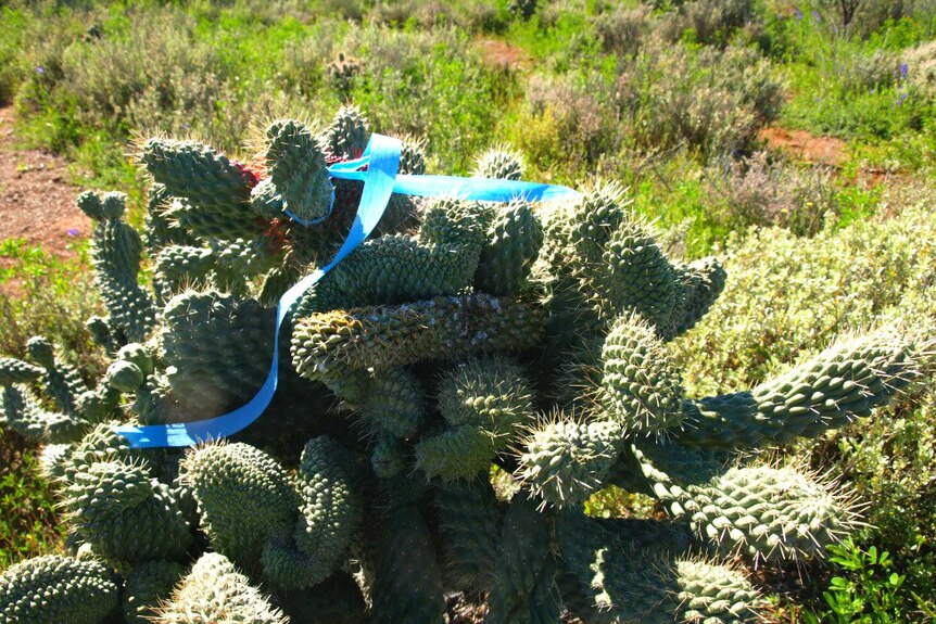 Boxing glove cactus infestation