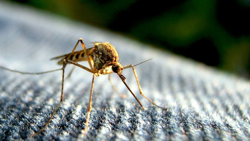 An extreme close-up of a mosquito on denim.