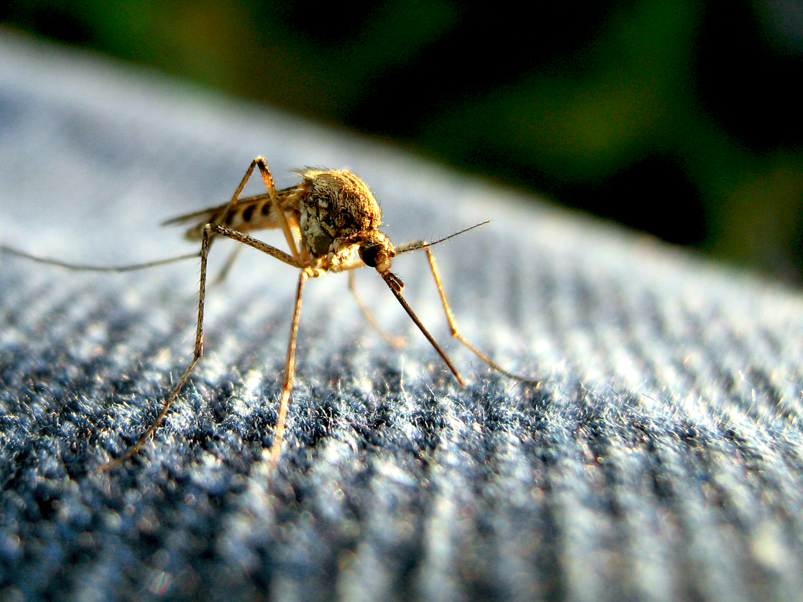 牛仔布上一只蚊子的极端特写。