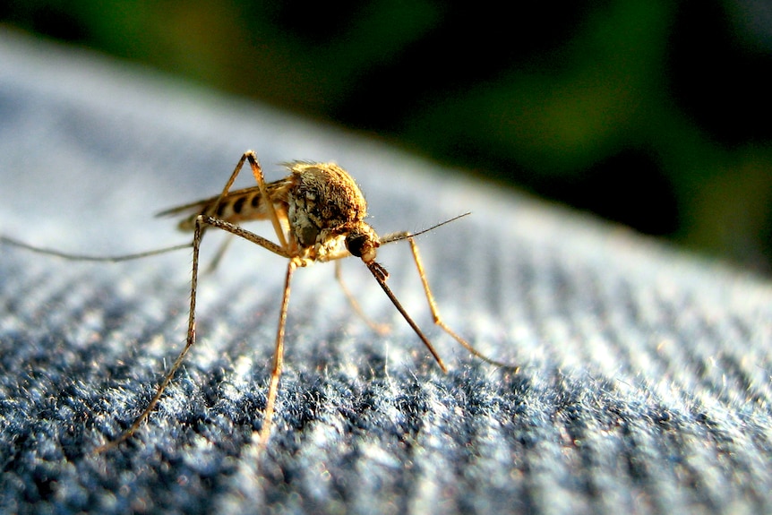 An extreme close-up of a mosquito on denim.