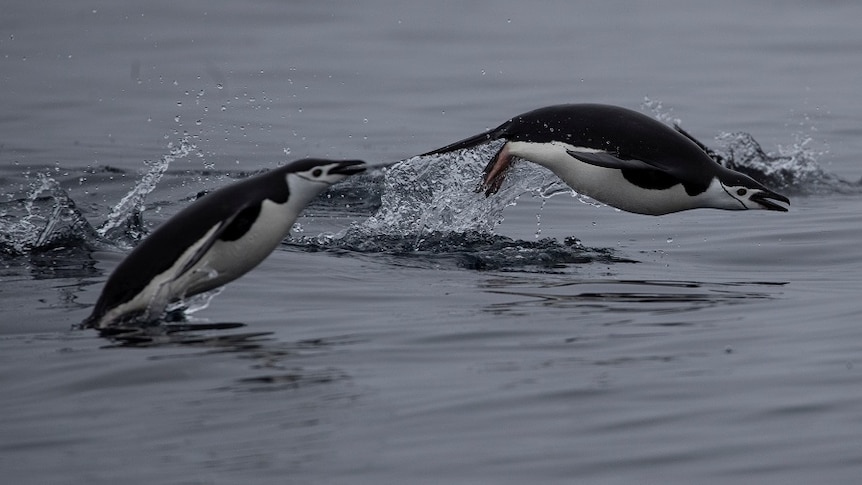 Two penguins jumping in the ocean