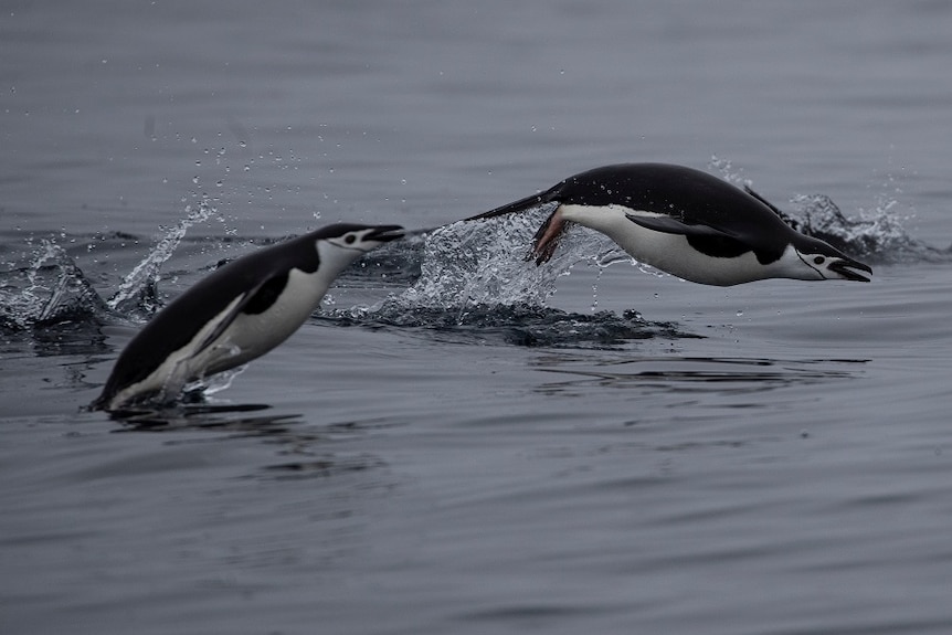 Two penguins jumping in the ocean