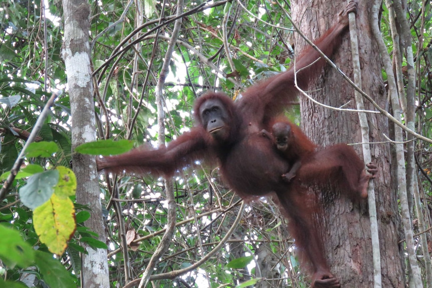 A female Bornean orangutan with offspring
