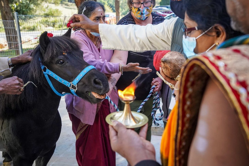 Hindu priests place flowers on the head of a small horse