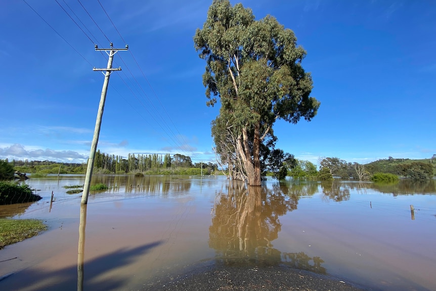 Floodwaters around a tree with blue sky in the background