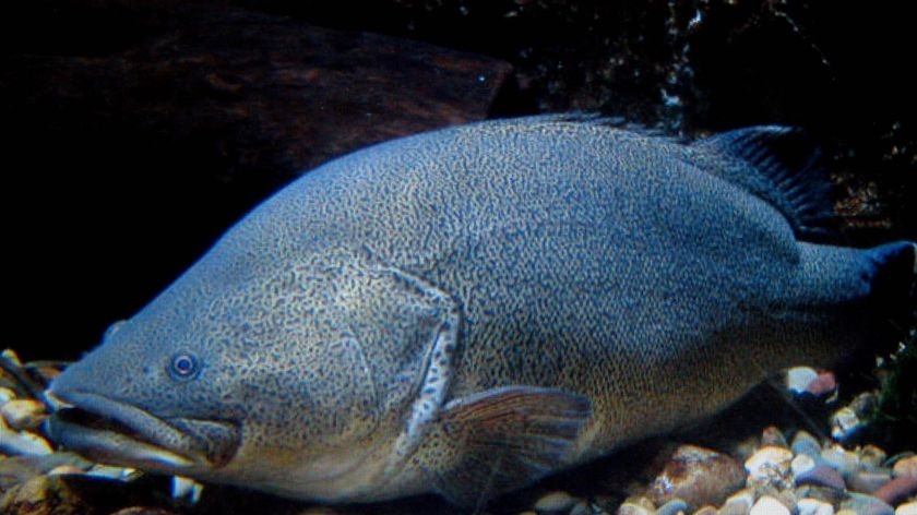 A Murray cod lies on the bottom of a waterway