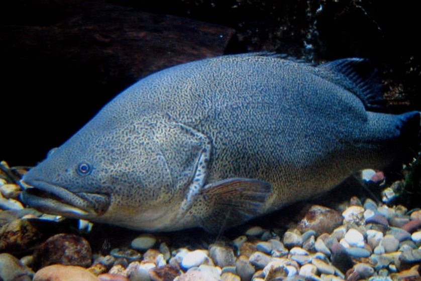 Murray cod in a river