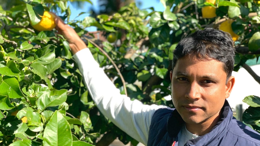 A man of South Asian descent stares into the camera on a bright day as he stands among a lemon tree.