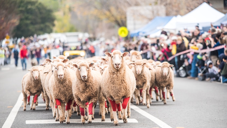 A flock of sheep (with red leg warmers on) run down the main street with onlookers as part of a country town festival