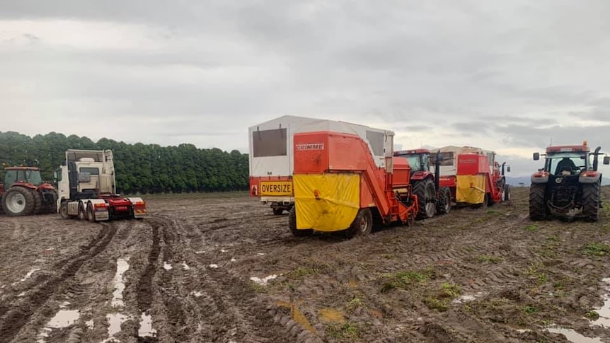 several tractors surround a truck carrying potatoes in a muddy paddock.