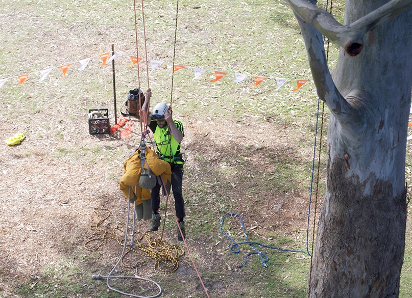 Arborists to show off tree-climbing skills in inaugural ACT ...