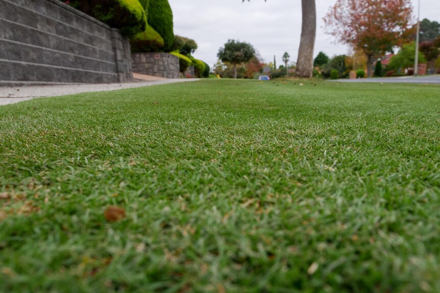 A close up of a well manicured nature strip lawn with fine blades of grass