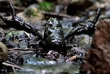 A Tasmanian giant freshwater lobster sits in a river bed