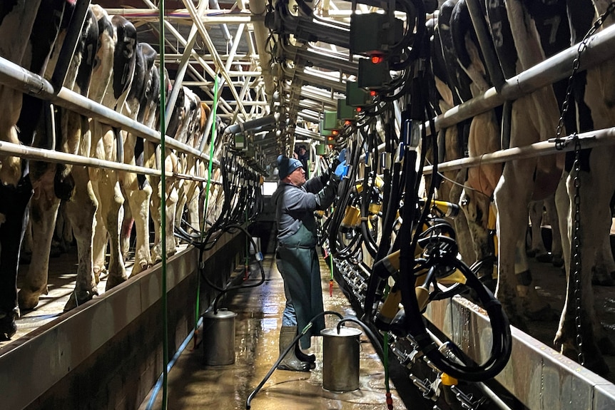 A man in the middle of dairy cows being milked