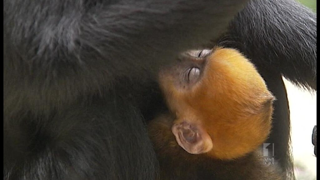 Baby monkey makes first public appearance - ABC News