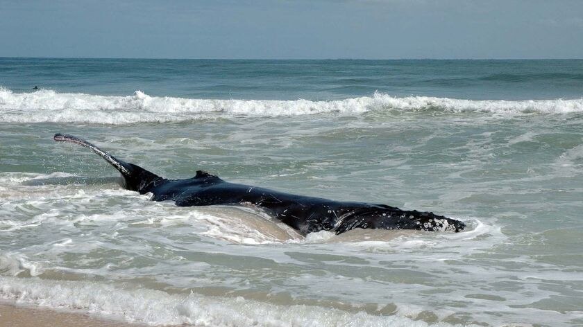 A juvenile humpback whale lies in the wash