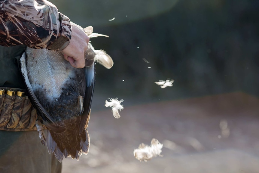 Feathers catch the light as a bird is plucked.