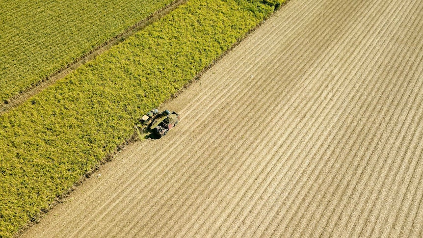 An aerial view of a combine harvester, harvesting sugar cane crops. Half the field is harvested and half is not.