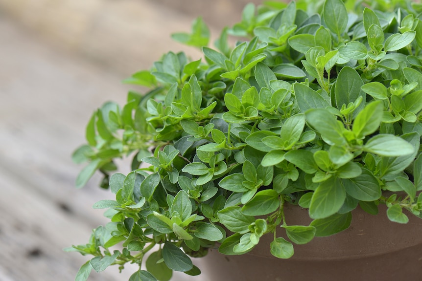 A potted herb with small green leaves.