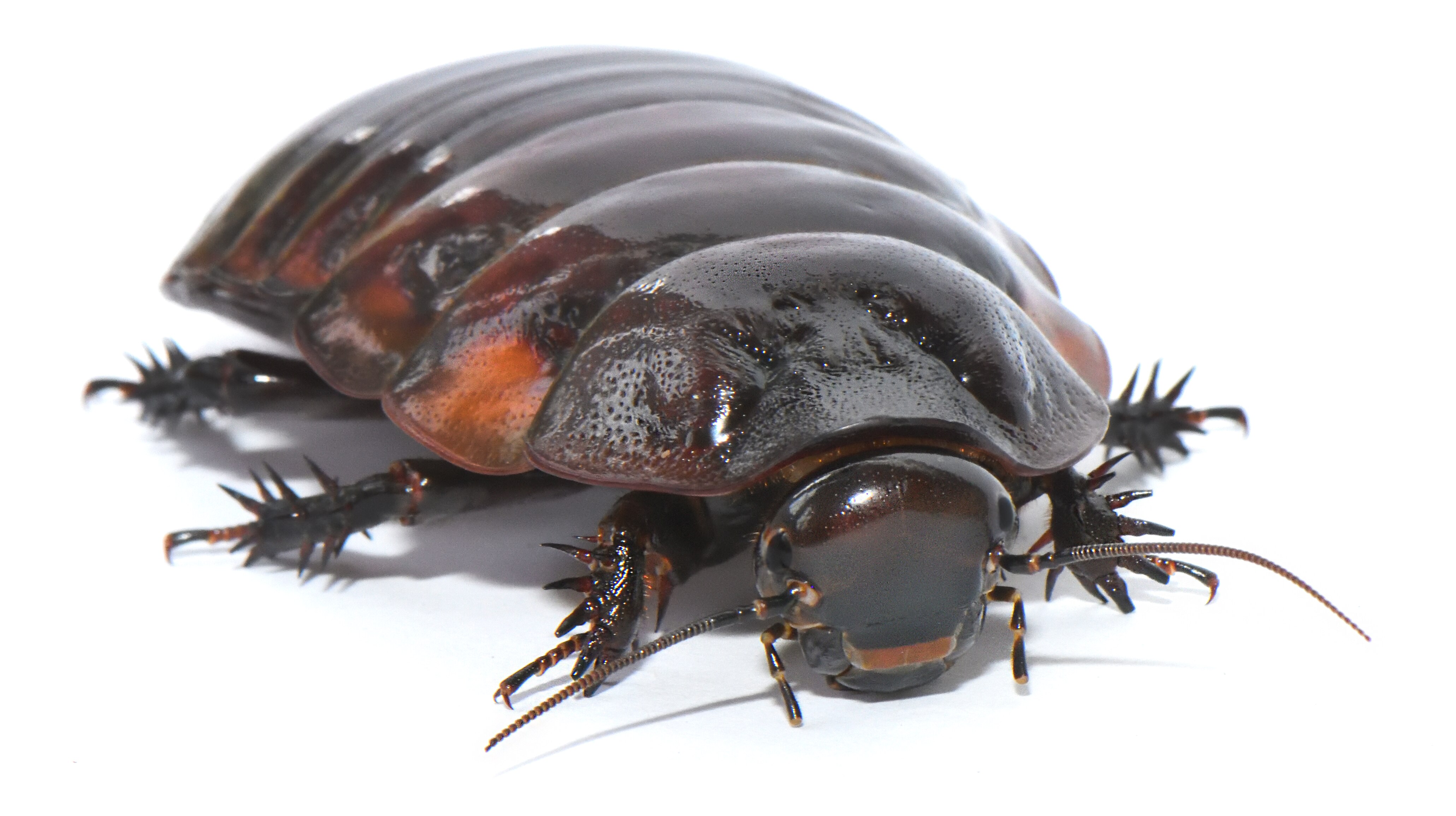 The BFG of the insect world